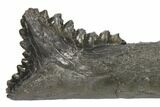 Bizarre Edestus Shark Tooth In Jaw Section - Carboniferous #130854-4